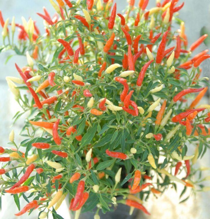 Daftar Habanero Terjamin: Pilihan Terbaik untuk Rasa Pedas yang Terjamin