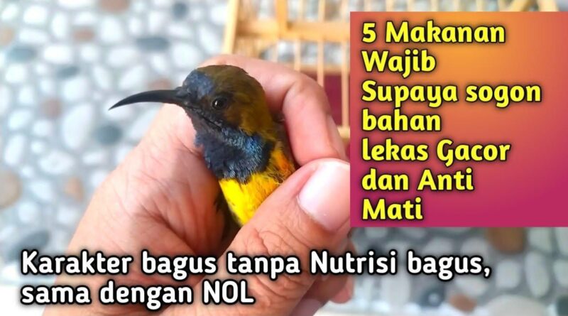 Tips Agar Burung Gacor Rupiah dengan Cepat dan Mudah