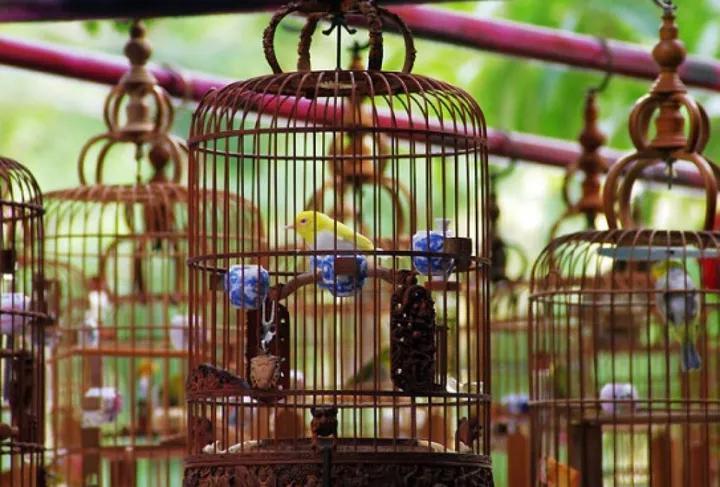 Gacor BNI: Tips Agar Burung Anda Semakin Berkicau Merdu